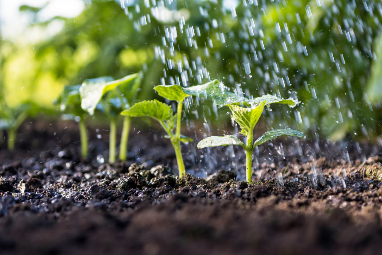 agricultura